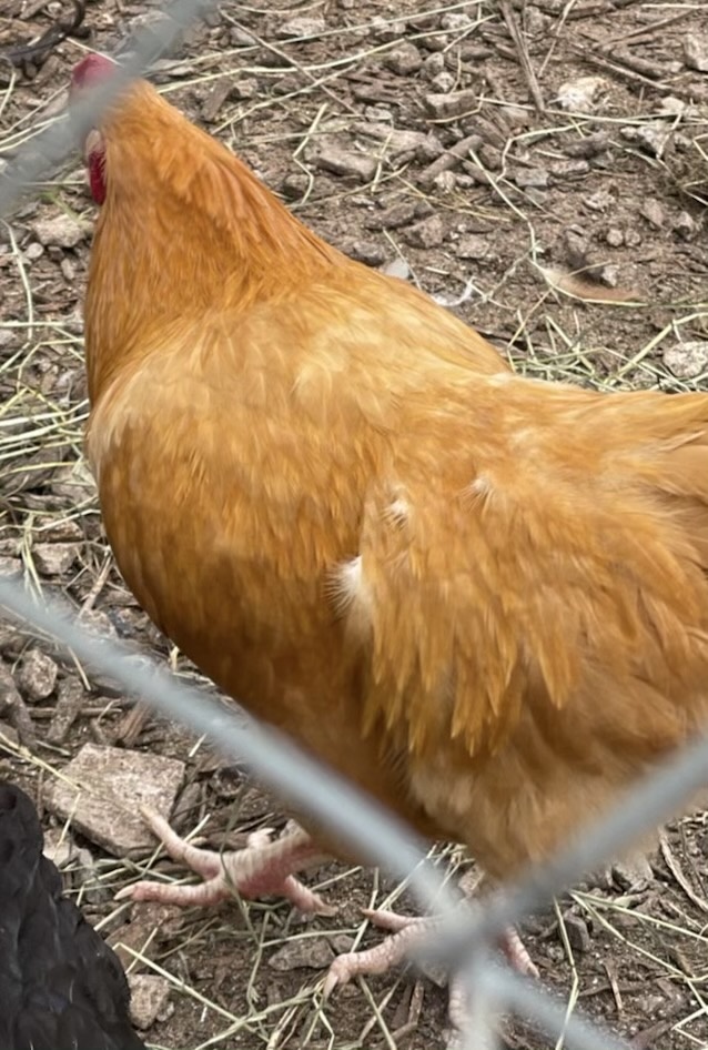 A Chicken Really?