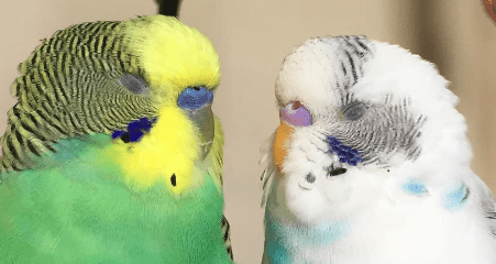 The Precocious Parakeet