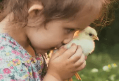 Stop Kissing Chickens!