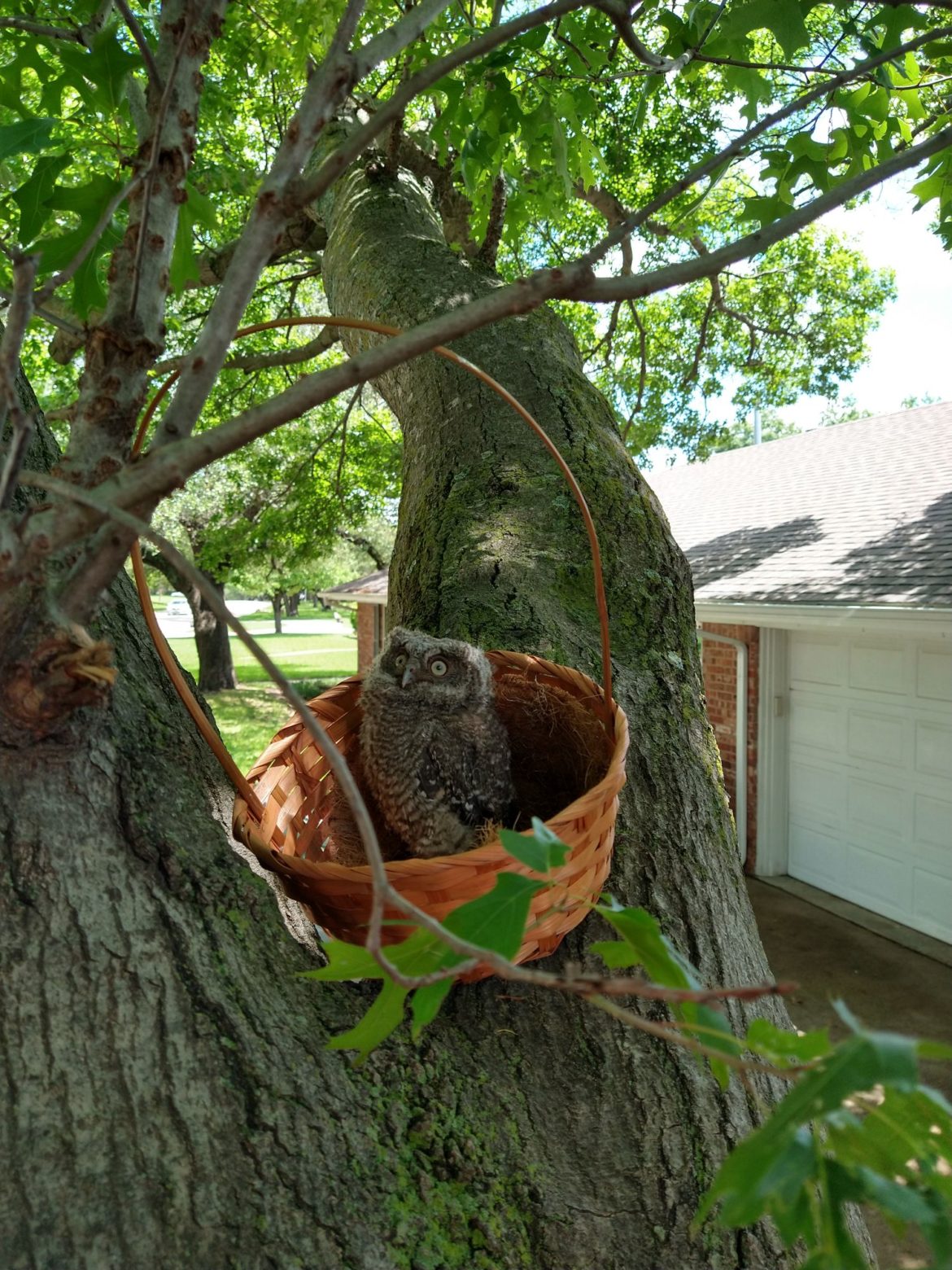 Baby Owl in a Basket