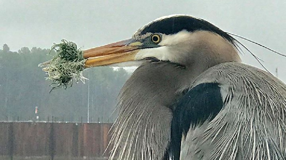 Great Blue Heron tangled in fish line