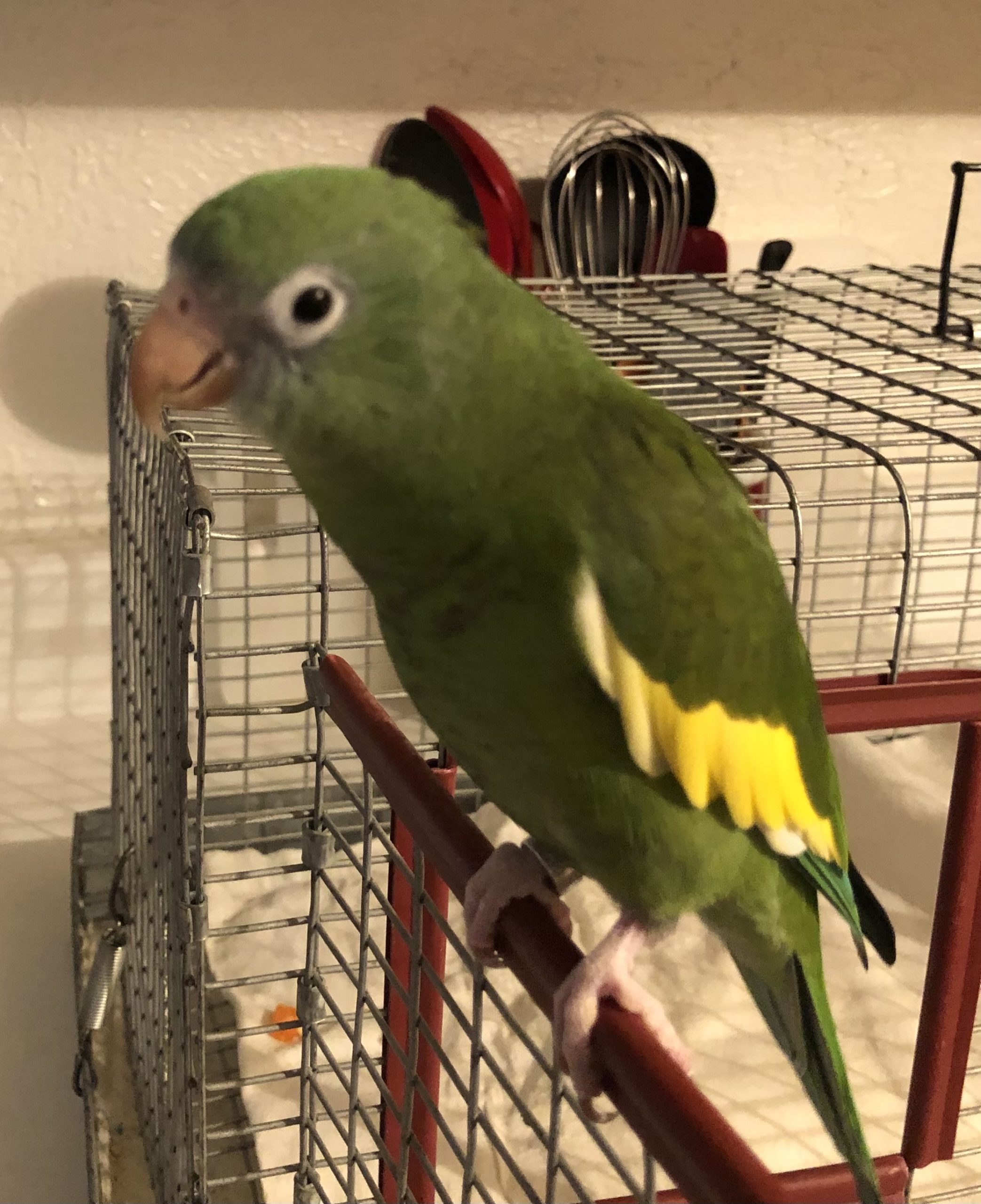 Canary Winged Parakeet