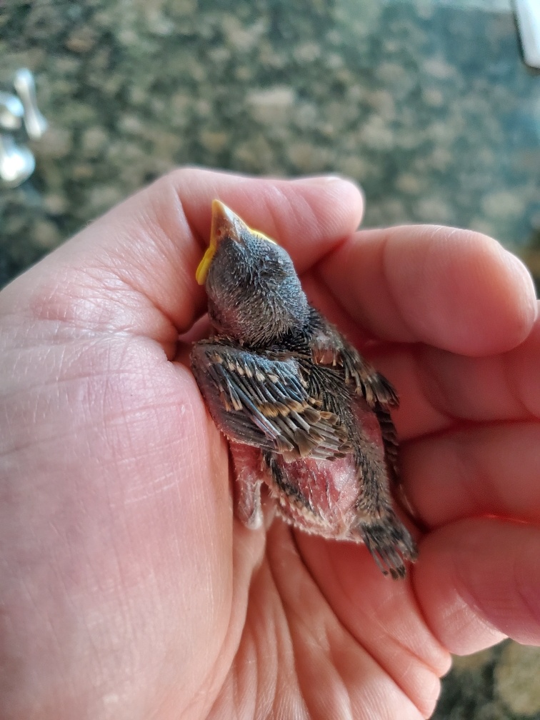 A Bird and A Hand